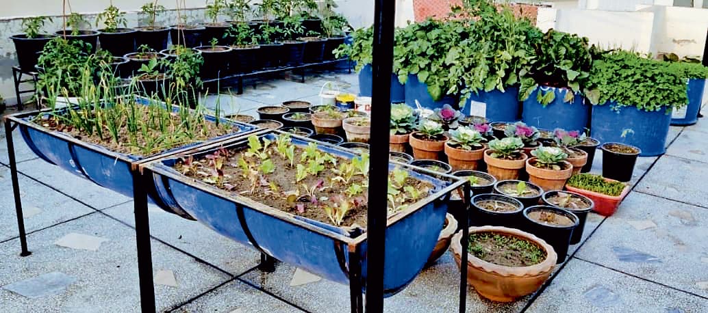 छत पर सब्जी की खेती शहरी जीवन में हरियाली सुरक्षित भोजन व पर्यावरण संरक्षण में भी कारगर