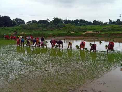 कम वर्षा से परेशान किसान अब पंपसेट के सहारे कर रहे धान रोपनी