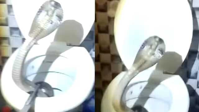 हाटपाड़ा में घर से कोबरा सांप किया गया रेस्क्यू