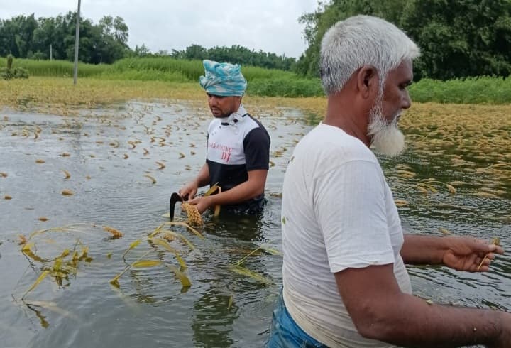 बाढ़ के पानी में डूबी फसल, किसान परेशान