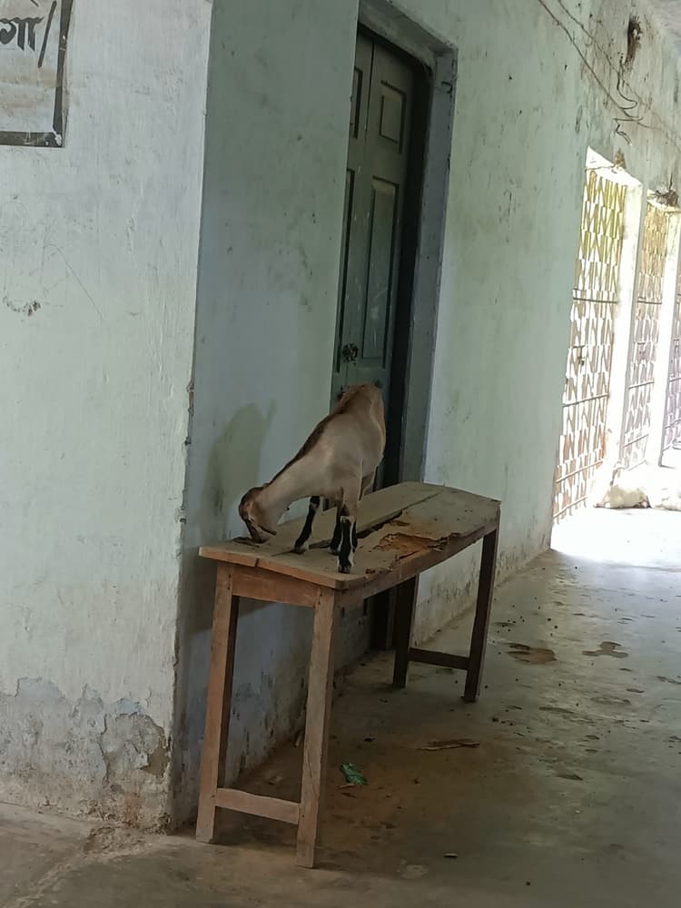 देखरेख के अभाव में चारागाह बना डीएस कॉलेज