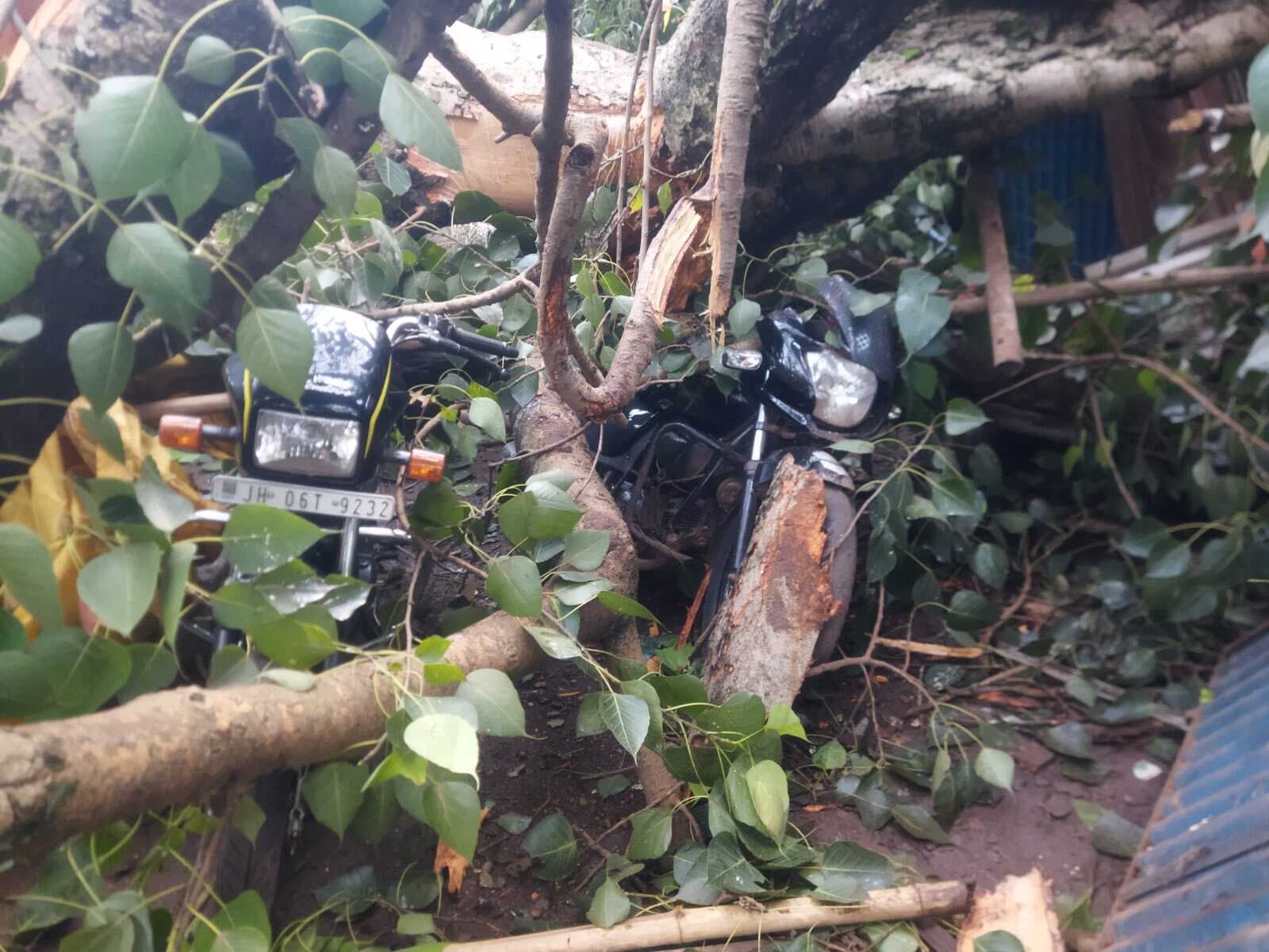 Chaibasa News : जड़ सहित उखड़ कर सड़क पर गिरा दो सौ साल पुराना पीपल का पेड