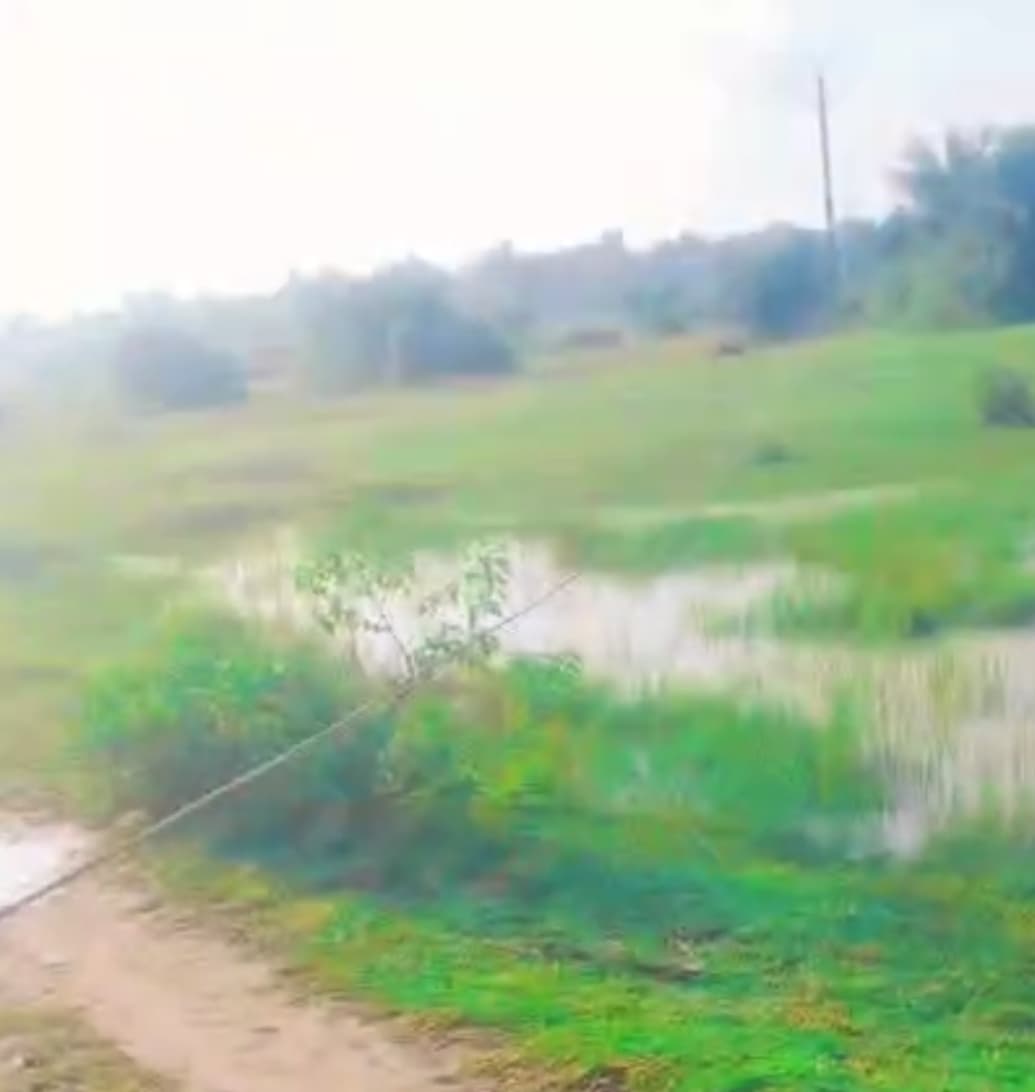 हाई टेंशन तार की चपेट में आने से मवेशी की मौत