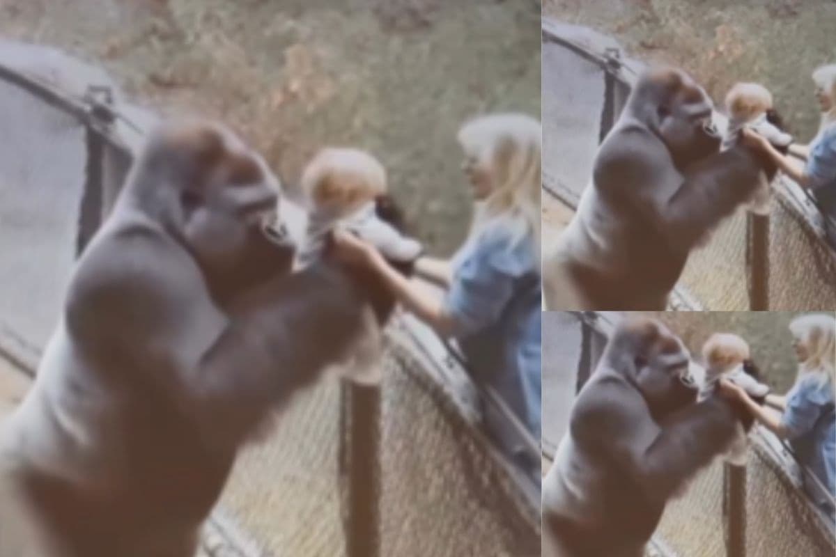Viral Video: जानवर नहीं ममता की मूरत है ये गोरिल्ला, मां को बच्चा लौटाकर जीता लोगों का दिल