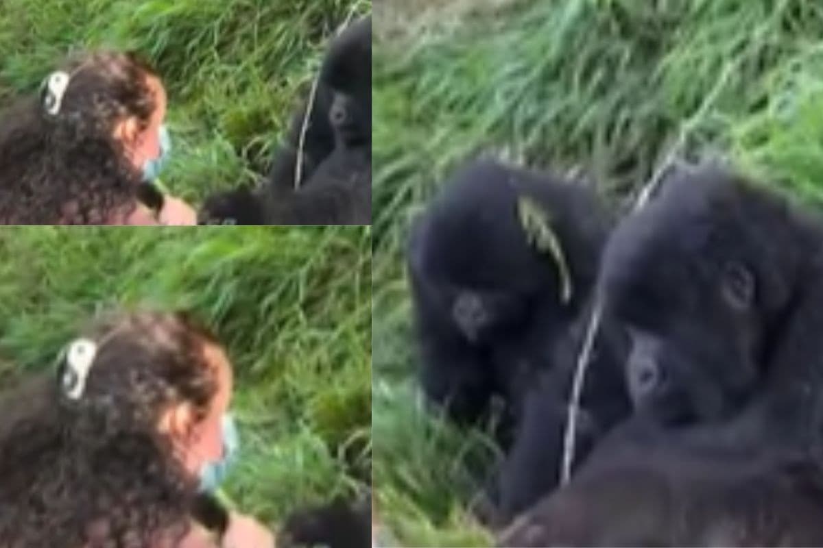 Viral Video: महिला के बालों से खेल रहा था गोरिल्ला, पत्नी ने रंगे हाथों पकड़कर कर दी धुनाई