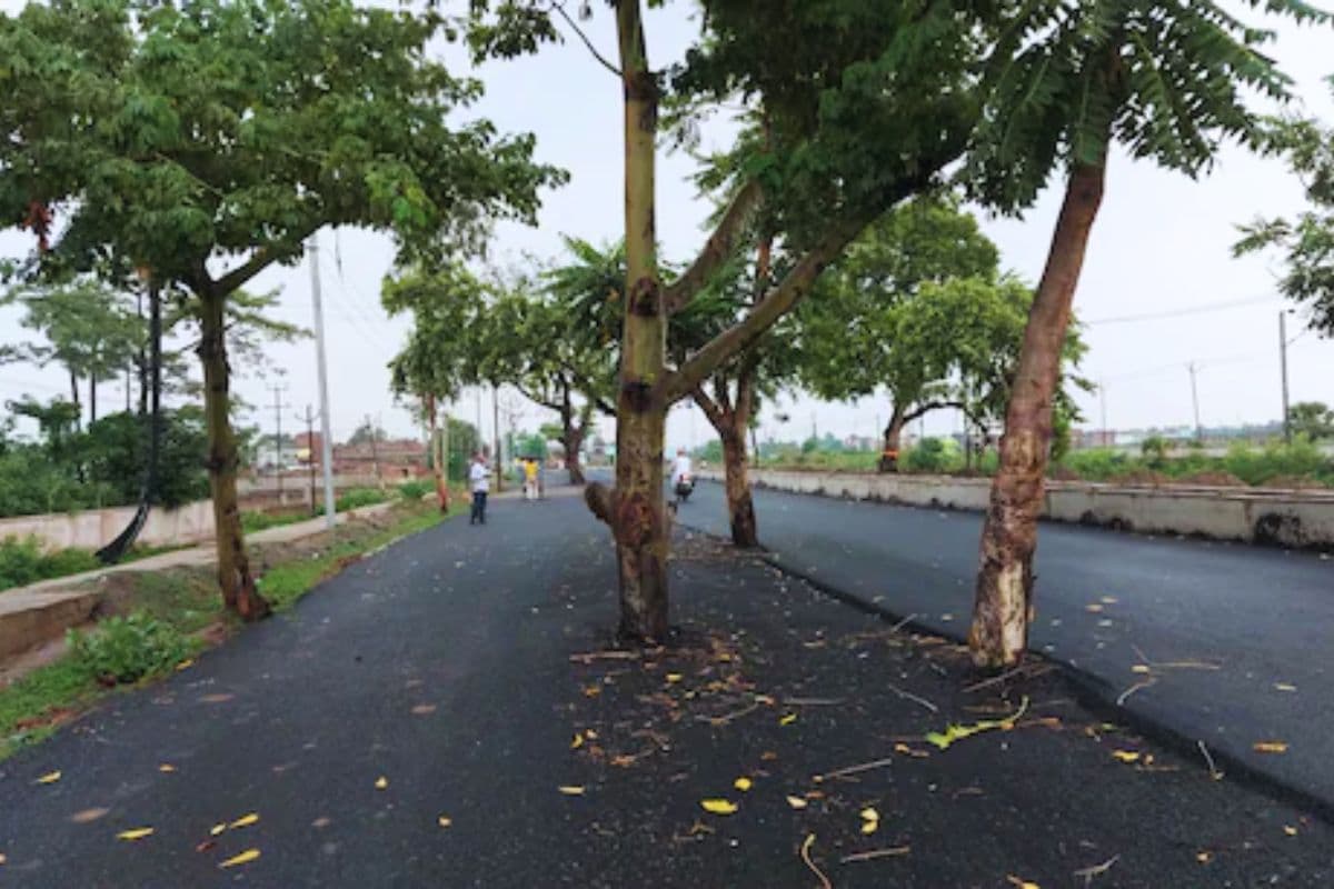 100 करोड़ की सड़क, लेकिन बीच में पेड़! जानिए बिहार की इस रोड की पूरी कहानी