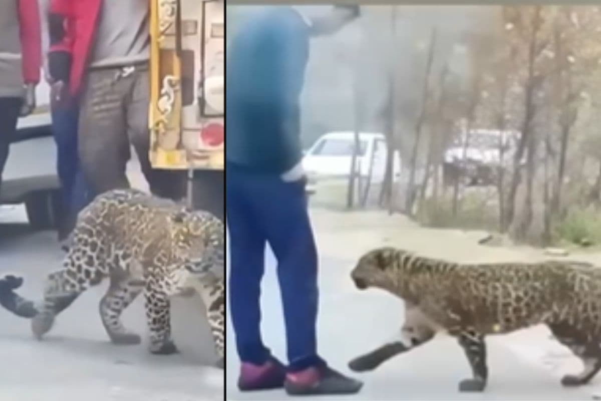 कुएं में गिरा बच्चा, कांप गया मां का दिल, सड़कों पर घूम-घूमकर मदद मांगती दिखी मादा तेंदुआ, रुला देगा वीडियो