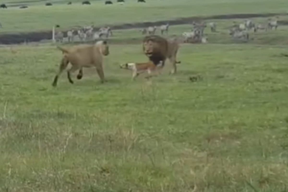 Viral Video: शेर और बाघ से भिड़ गया कुत्ता, वीडियो देखें