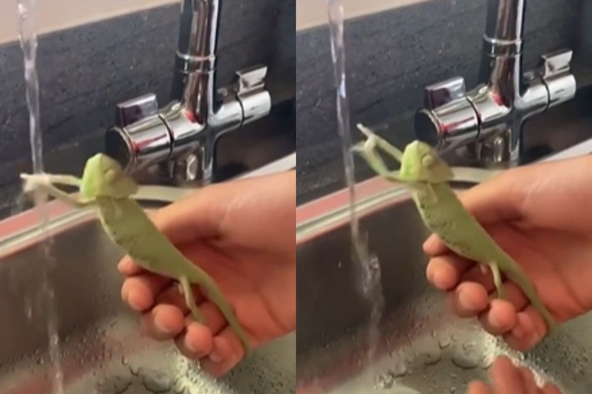 Viral Video: रंग बदलना छोड़कर गिरगिट को चढ़ा पानी पकड़ने का शौक, देखिए इस अनोखे वीडियो को