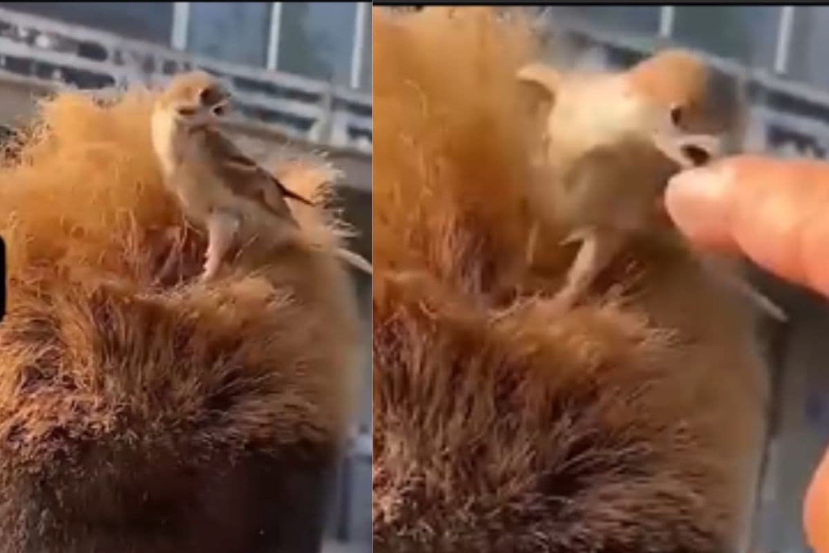 Viral Video: चिड़िया ने आदमी के बालों को बनाया अपना घोंसला, वीडियो देखकर नहीं रुकेंगी हंसी