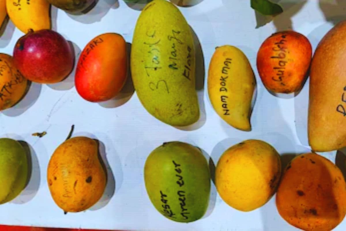 mango in bihar| Expensive mangoes from Thailand, Kenya and America are growing in Bihar, know the price mango in bihar| Expensive mangoes from Thailand, Kenya and America are growing in Bihar, know the price