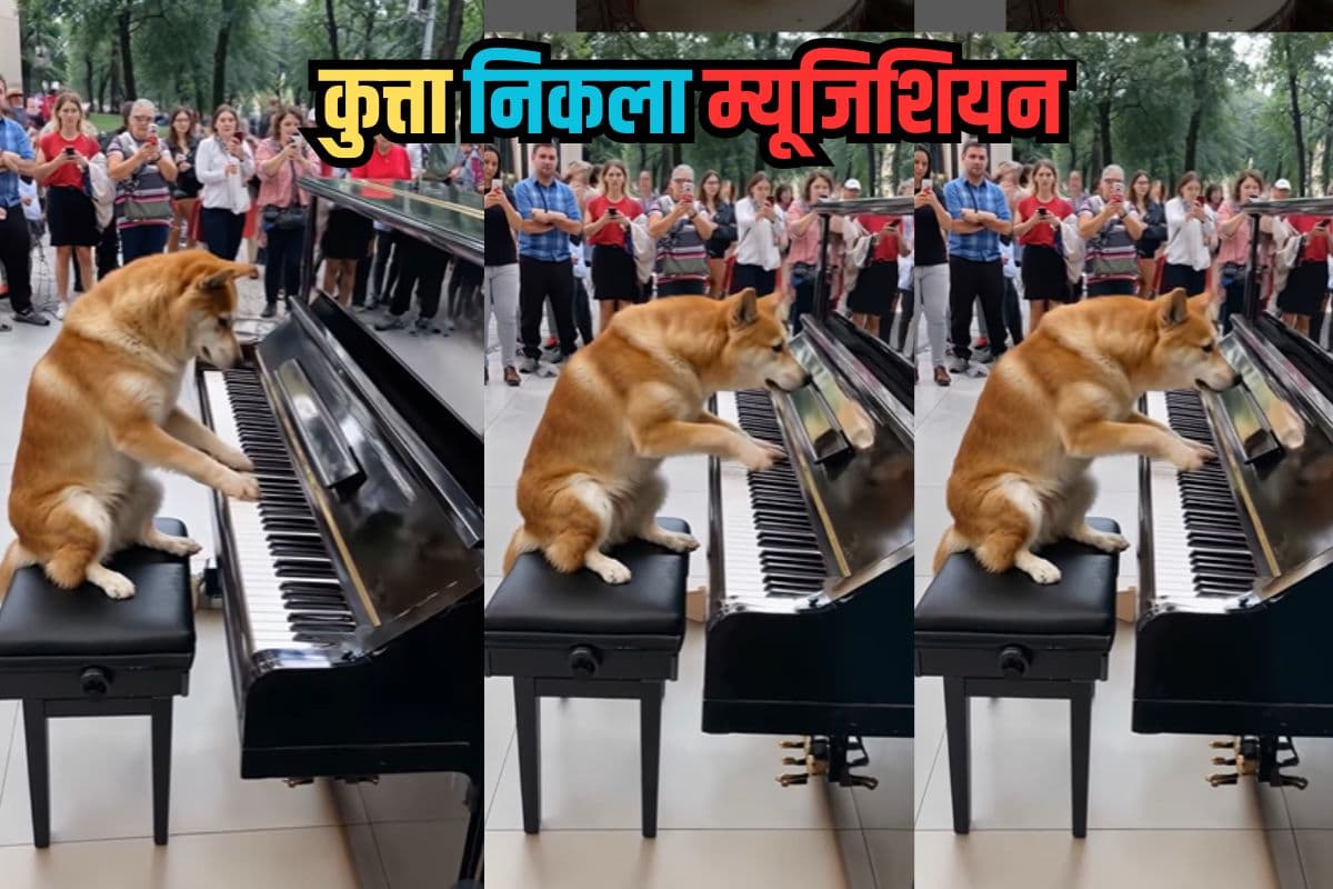 Viral Video: कुत्ता निकला म्यूजिशियन, पियानो बजाकर लोगों को झुमाया, वीडियो देख रह जाएंगे हैरान