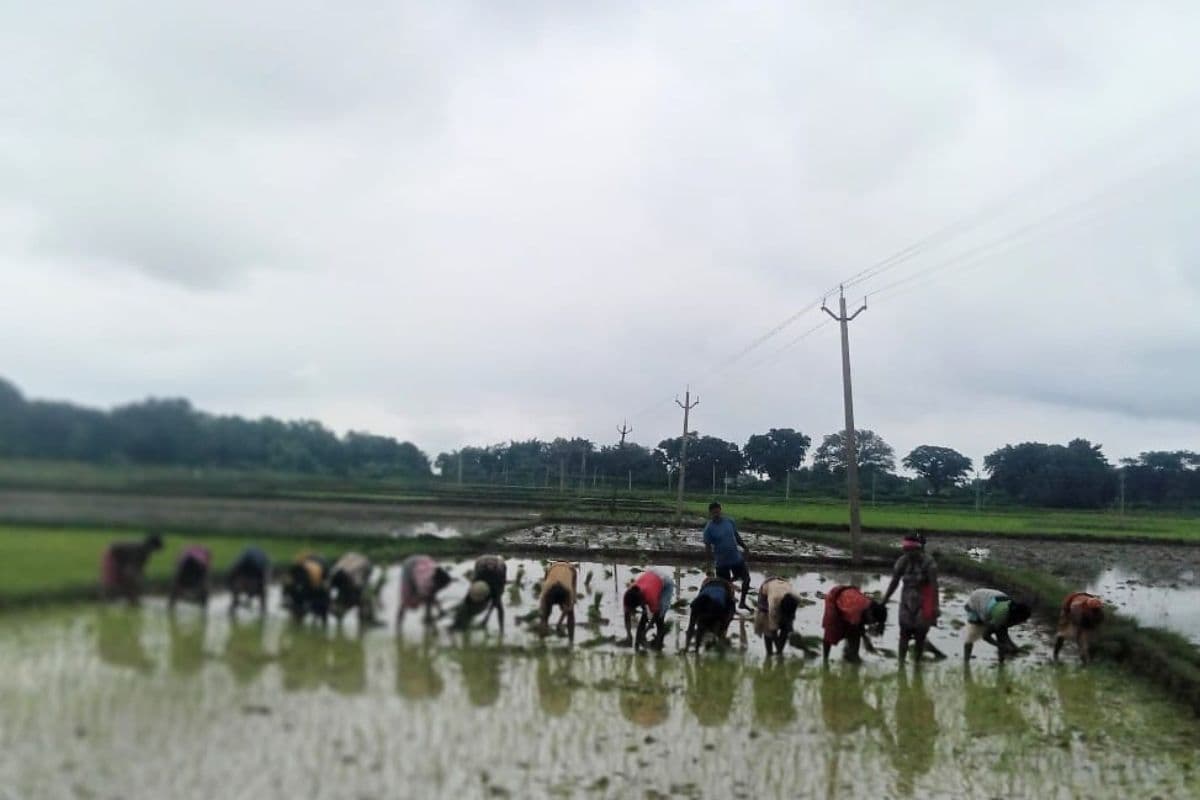 paddy plantation