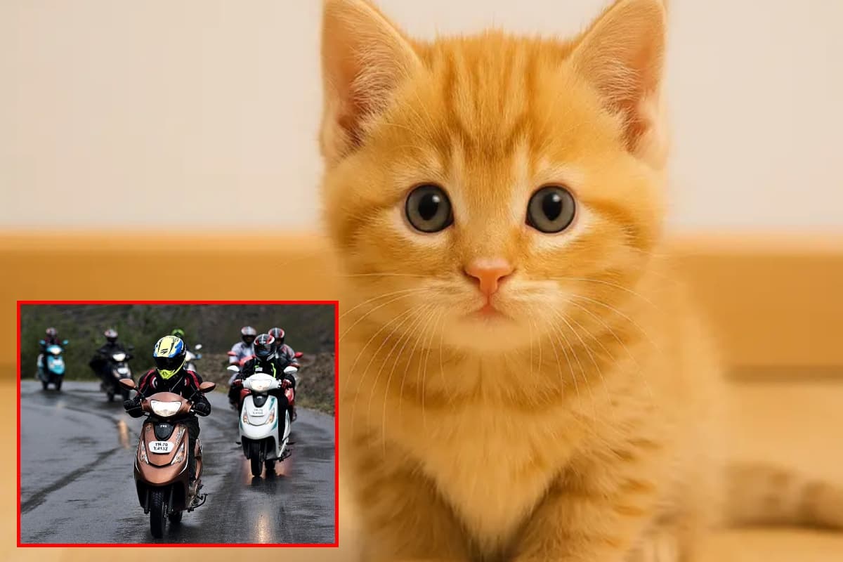 pussy cat viral video