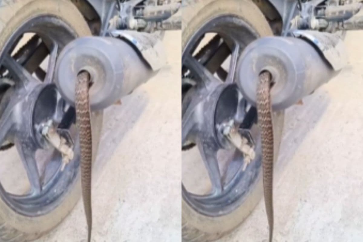 Viral Video: बाइक के साइलेंसर को सांप ने बनाया घर, वीडियो देखकर कांप जाएंगी
