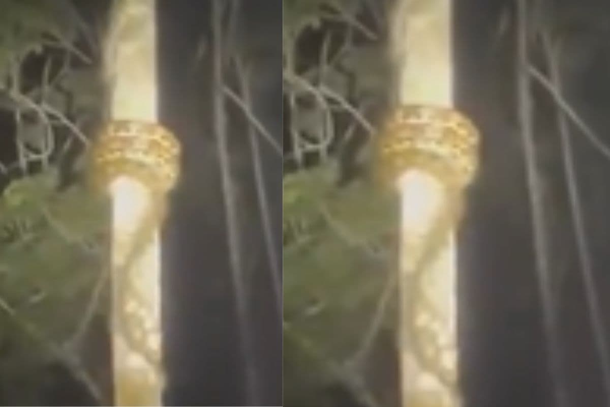 Viral Video: आधा भारत नहीं जानता है कि पेड़ पर कैसे चढ़ता है सांप, जान जाएंगे तो रह जाएंगे दंग