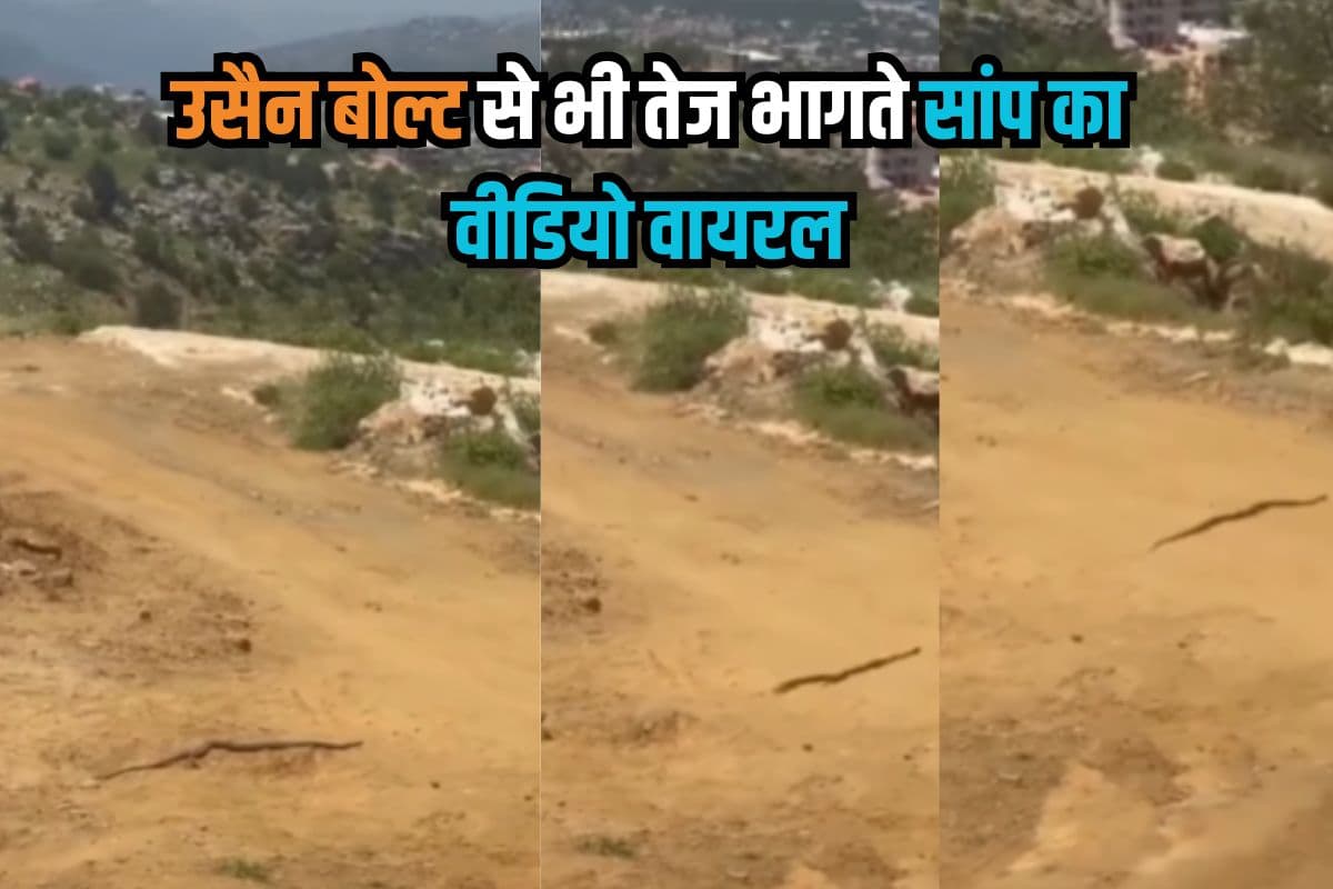Viral Video: उसैन बोल्ट से भी तेज भागते सांप का वीडियो वायरल, यूजर ने बताया टर्बो इंजन