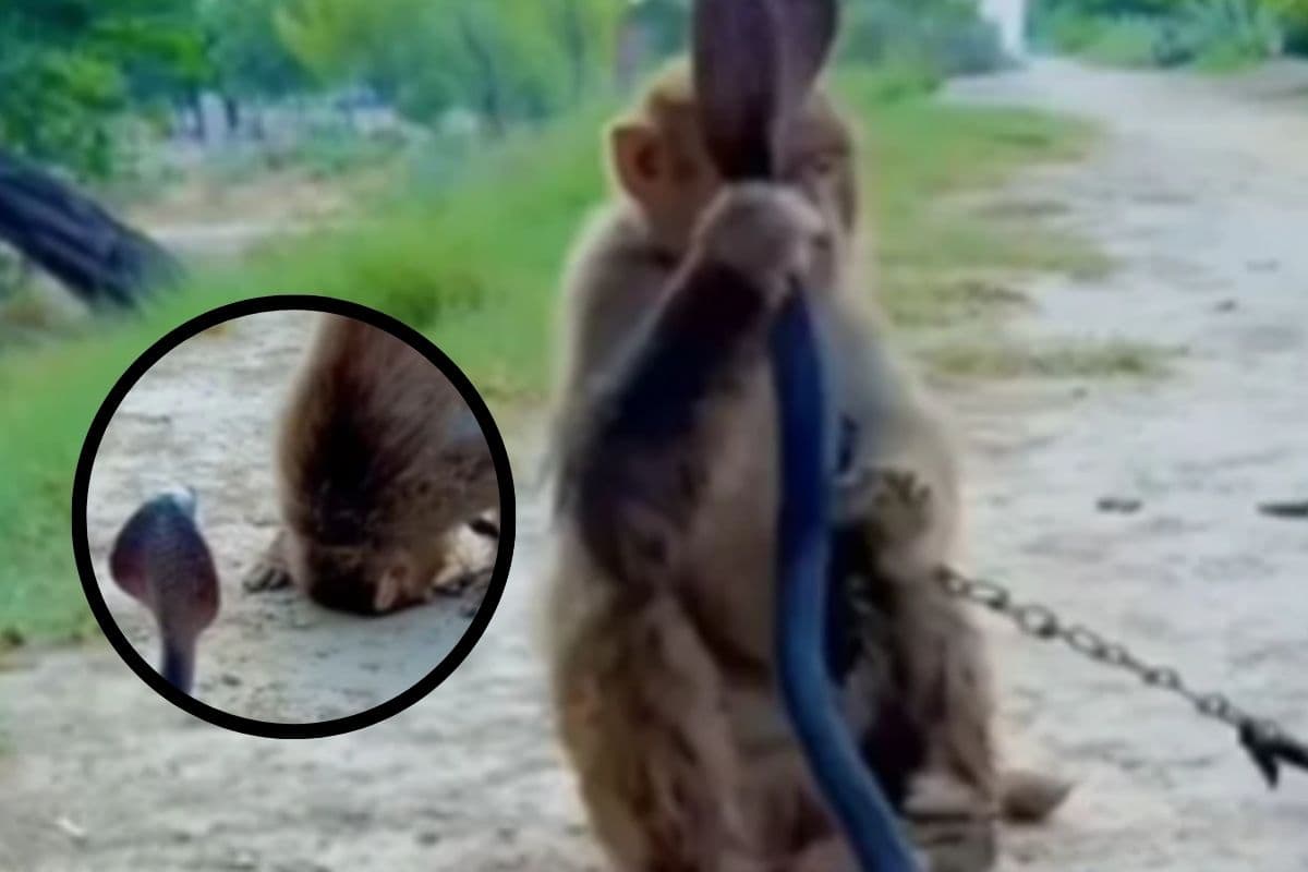 Viral Video : भोलेनाथ और बजरंगबली की मुलाकात! नाग को देखते ही बंदर ने सिर झुका लिया