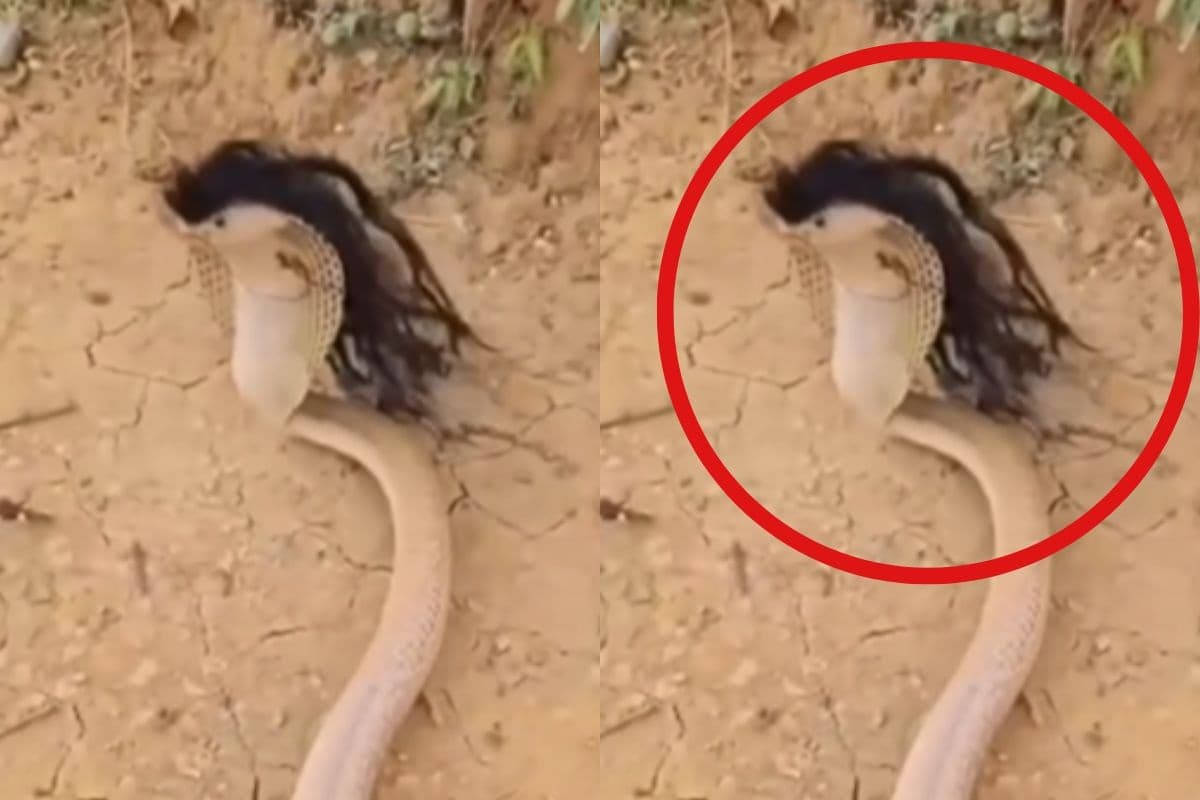 Viral Video: काले बालों वाले सांप का वीडियो वायरल, क्या है सच