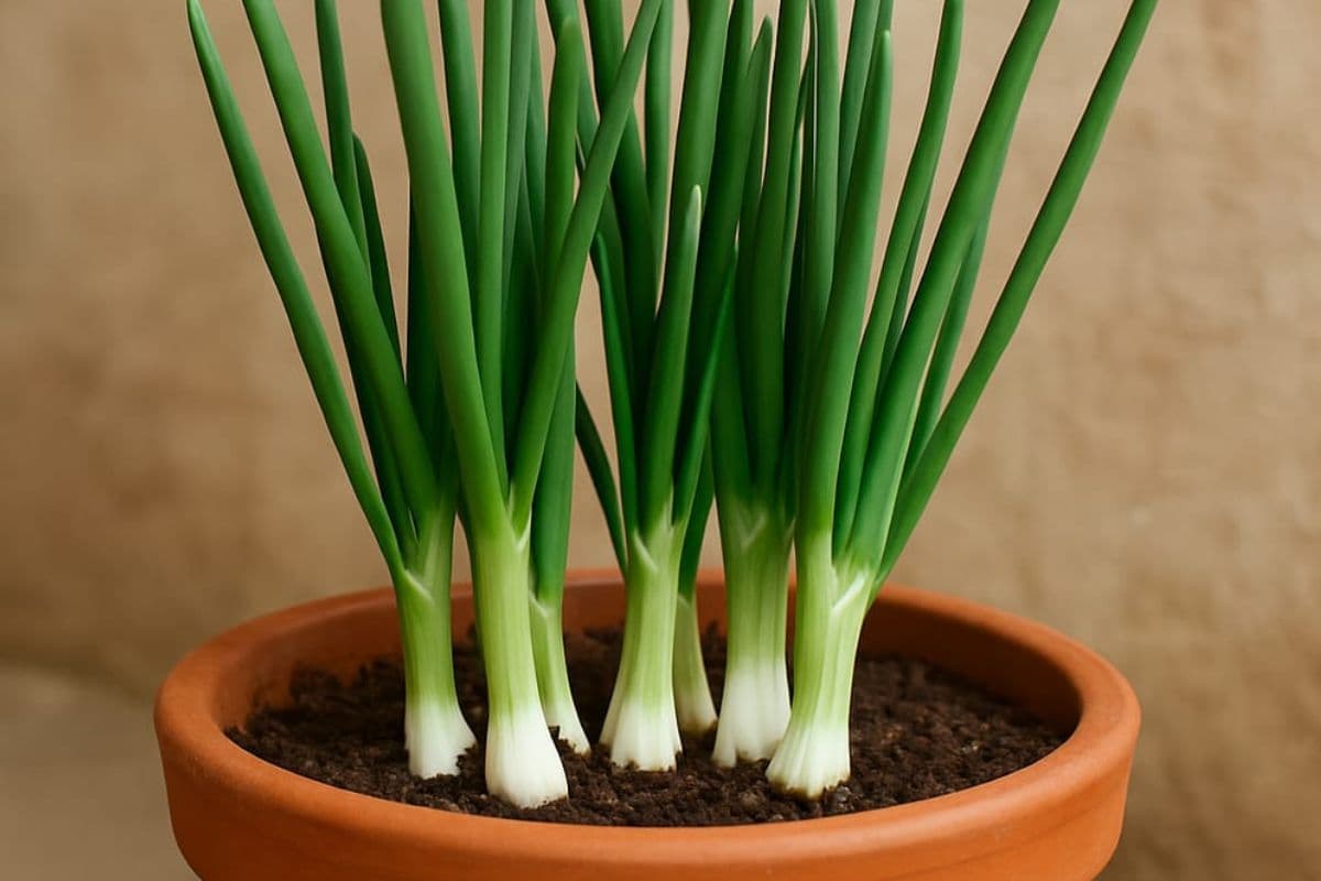 spring onion spring onion