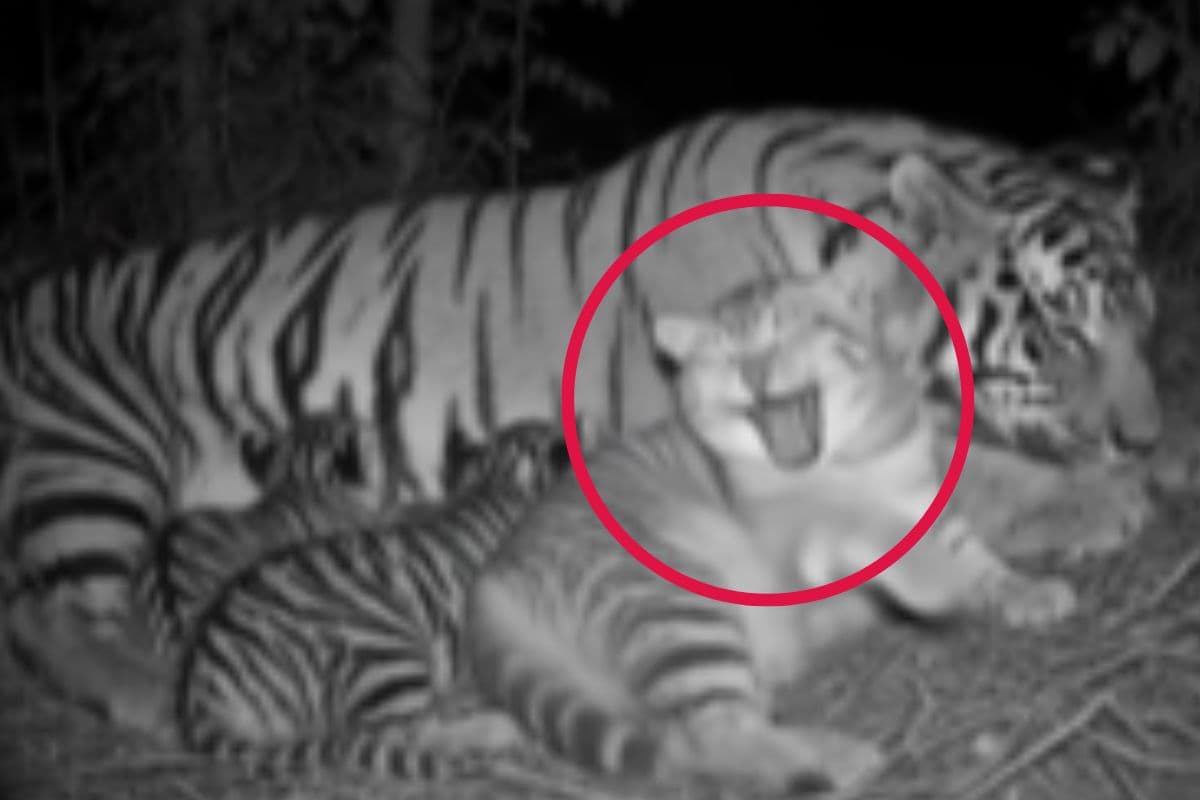 Viral video: बिल्ली को गले लगाकर सुलाती नजर आई बाघिन, मां की ममता देख लोग हुए भावुक