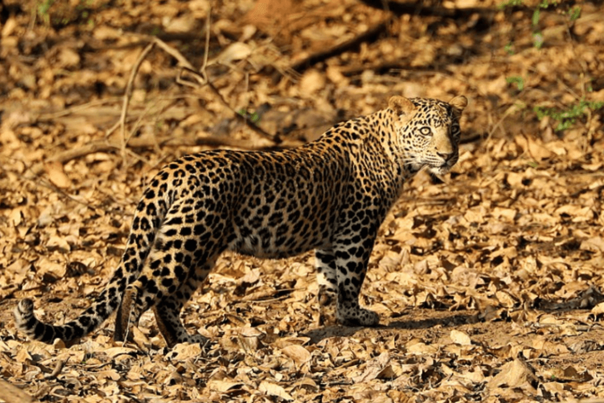 tiger reserve valmiki nagar (1)