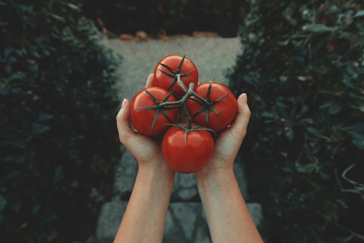 Tomato Benefits for Health: क्या होगा जब हर दिन खाना शुरू कर देंगे 1 टमाटर?