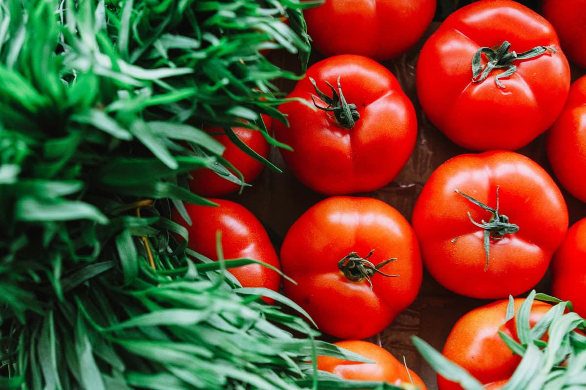 Tomato Storage Hacks: दो हफ्ते बाद भी बिलकुल फ्रेश रहेंगे टमाटर, स्टोर करते समय इन ट्रिक्स का करें इस्तेमाल