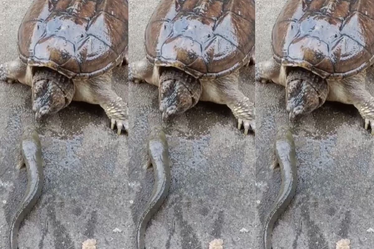 Viral Video: कछुए का तेज हमला! मछली को एक झटके में खा गया, वीडियो देखें