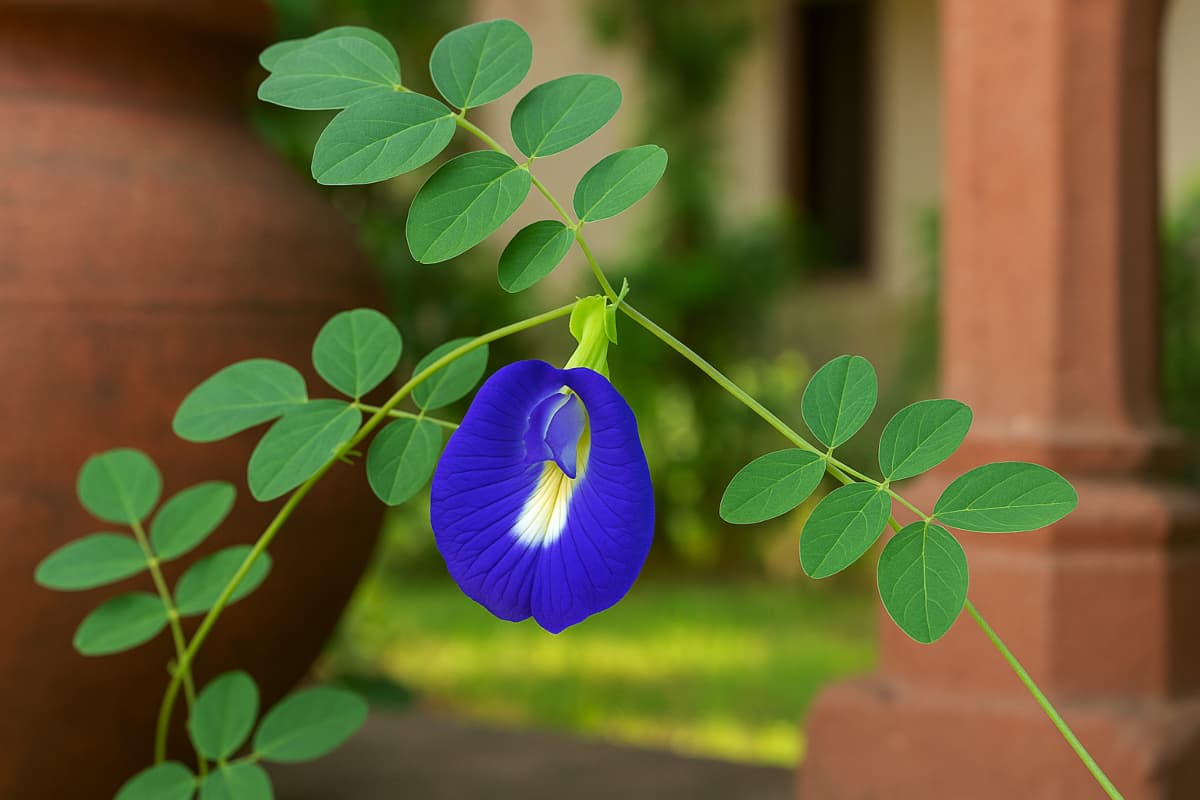 vastu tips for aprajita plant vastu tips for aprajita plant