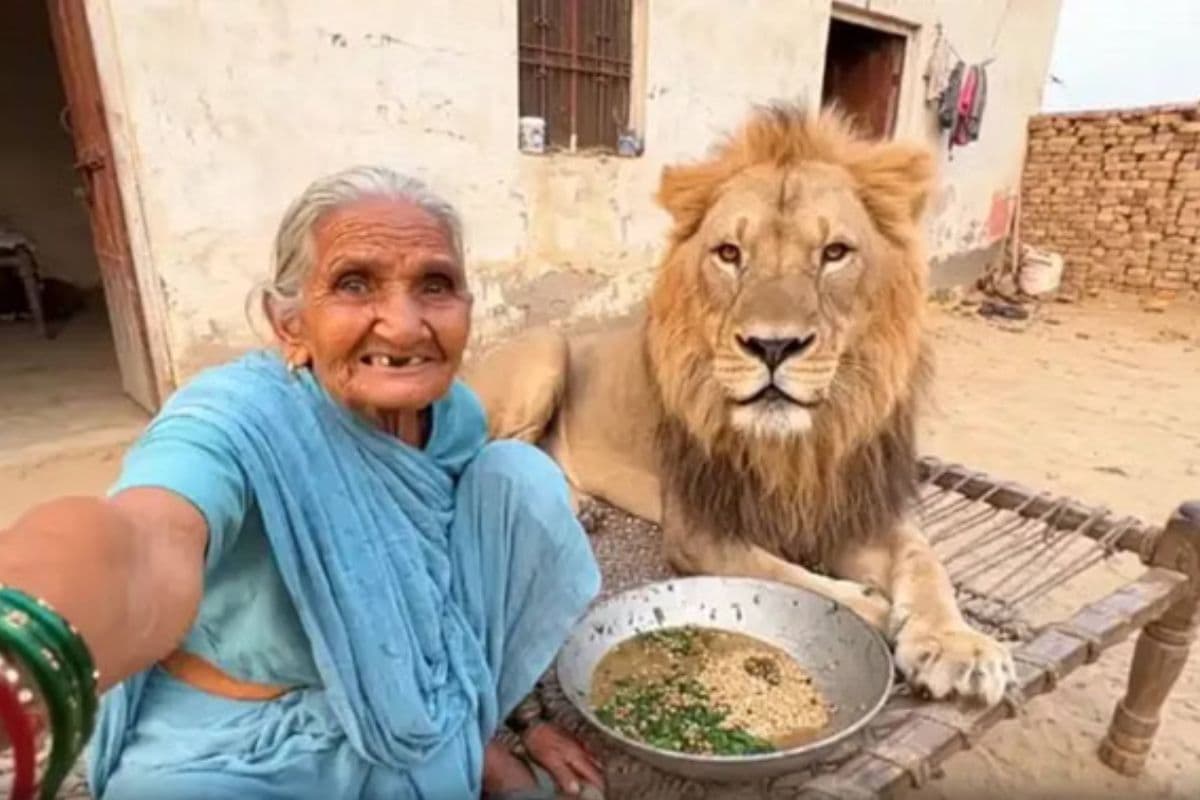 Viral Video: शेर को भैंस समझ बैठी अम्मा, चारा खिलाने के दौरान किया अटैक!