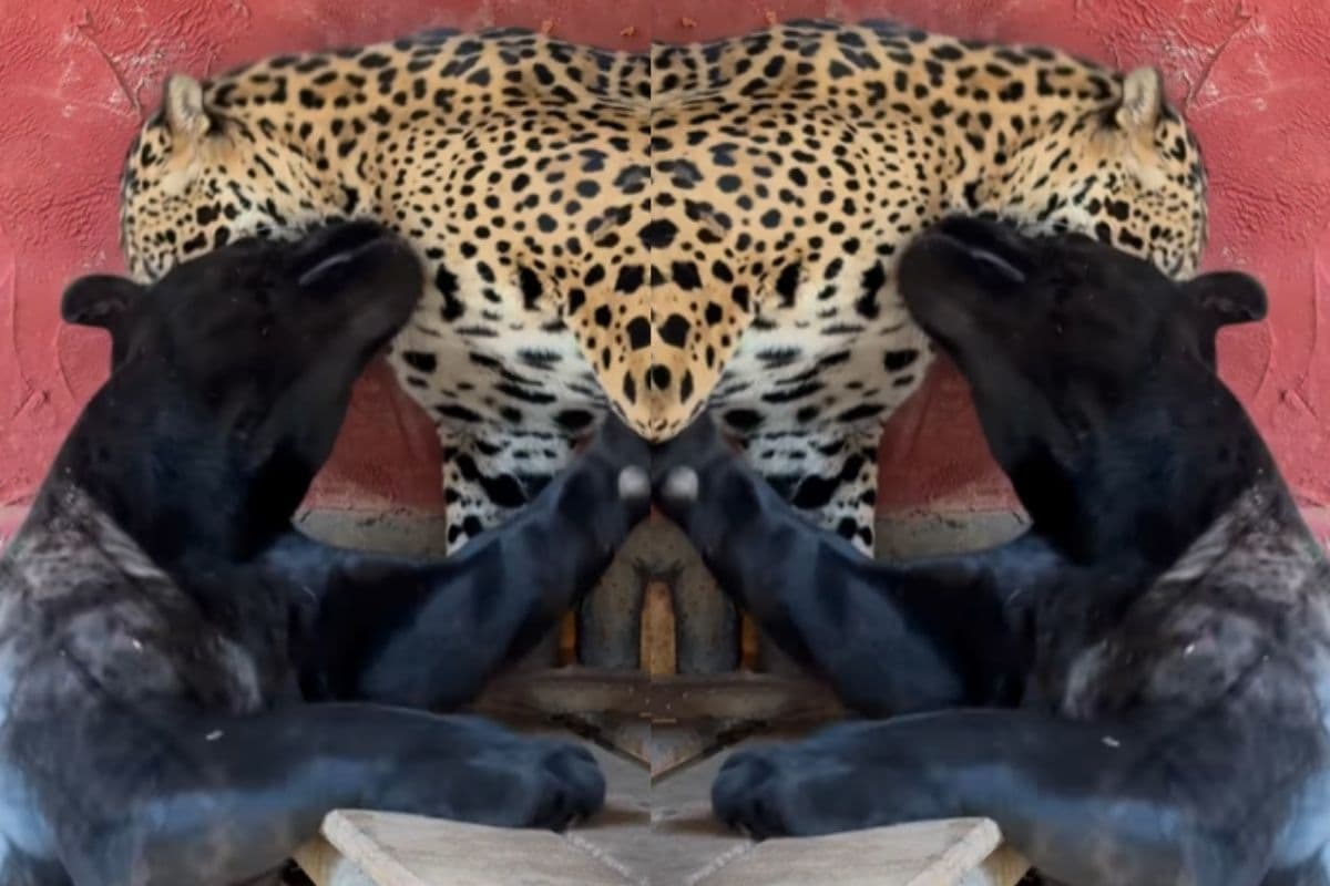 Viral Video: ब्लैक पैंथर और तेंदुआ का खतरनाक वीडियो आया सामने, देख कर रह जाएंगे हैरान