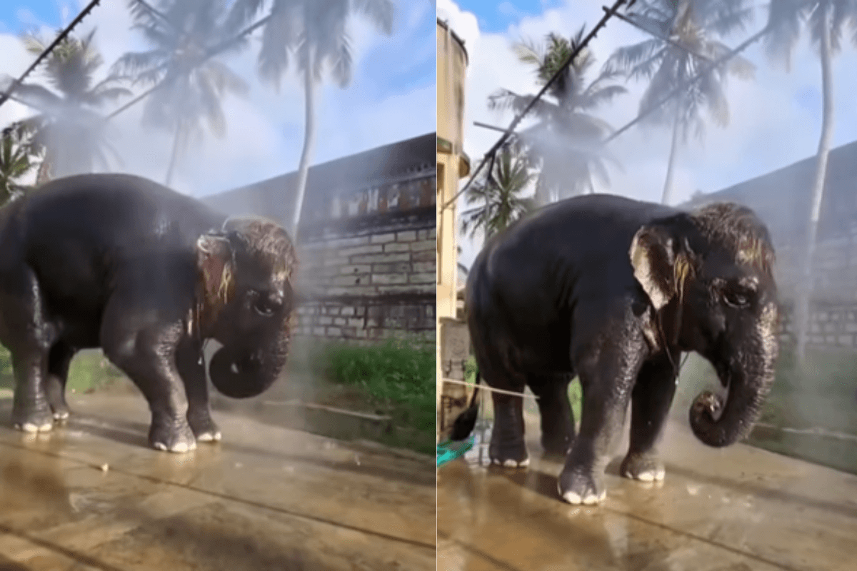 Viral Video: छोटकू-सा मेंढक से डरा विशाल हाथी, पास आते ही उल्टे पांव भागा