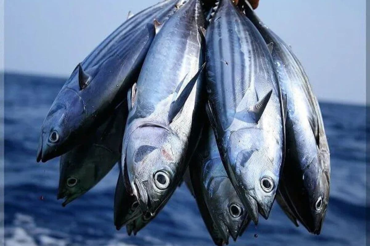 Fish Market in Bihar