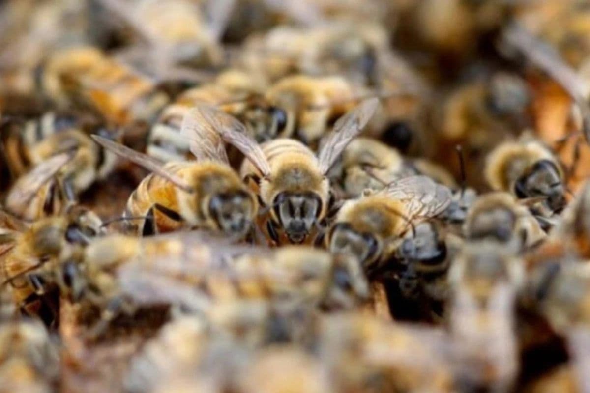 Bihar News: मधुमक्खियों के हमले से एक की मौत, चार जख्मी...मवेशी चराने के दौरान हुआ हादसा