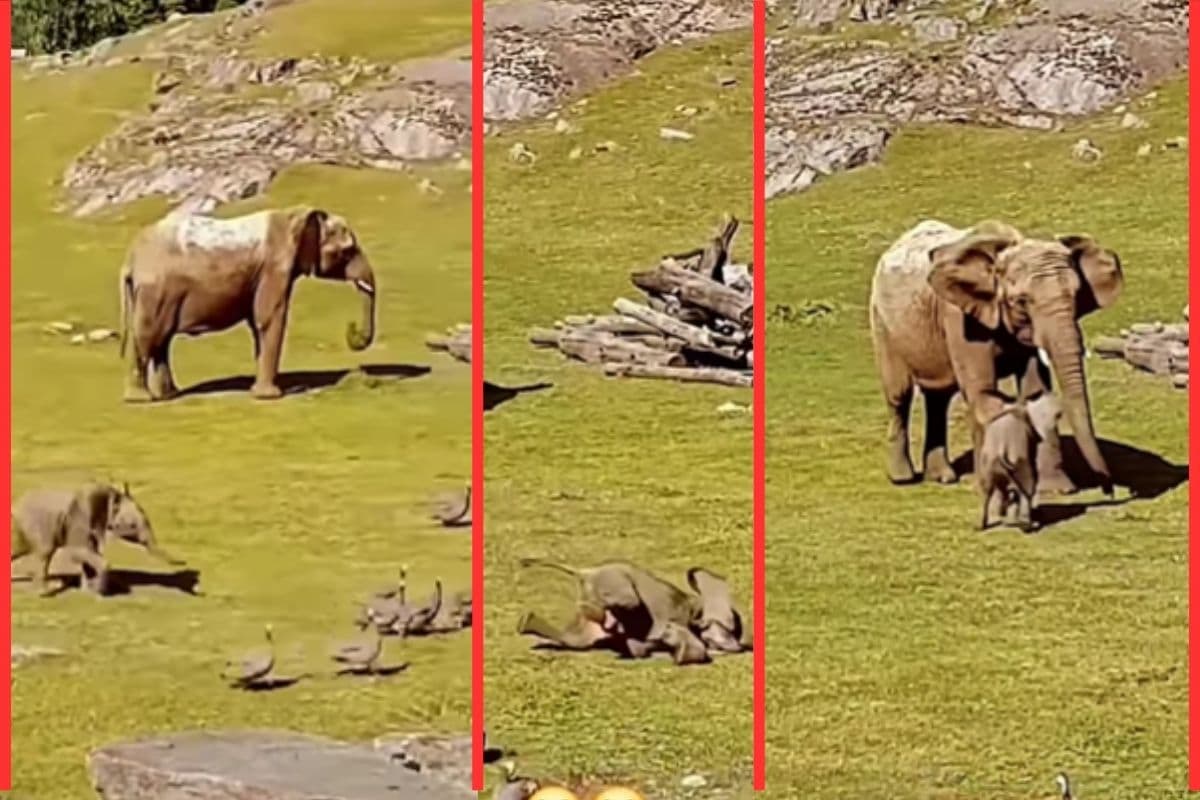 Viral Video: नन्हे हाथी की कबड्डी, औंधे मुंह गिरा; फिर मम्मी से लिपट गया, क्यूट वीडियो ने जीता दिल
