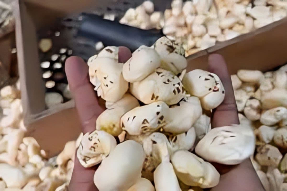 Bihar Makhana Industry