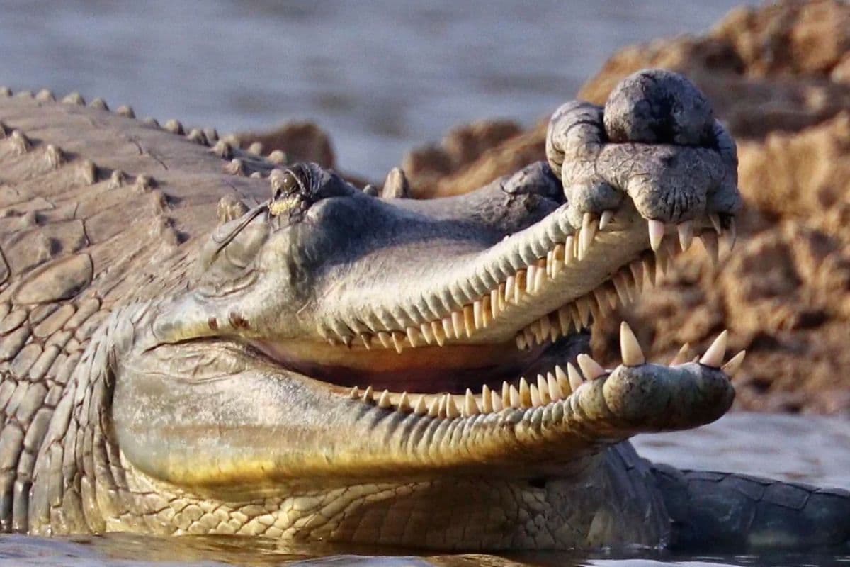 Bihar News: बाढ़ पीड़ितों पर टूटा घड़ियाल का कहर, भागलपुर में 8 लोग जख्मी