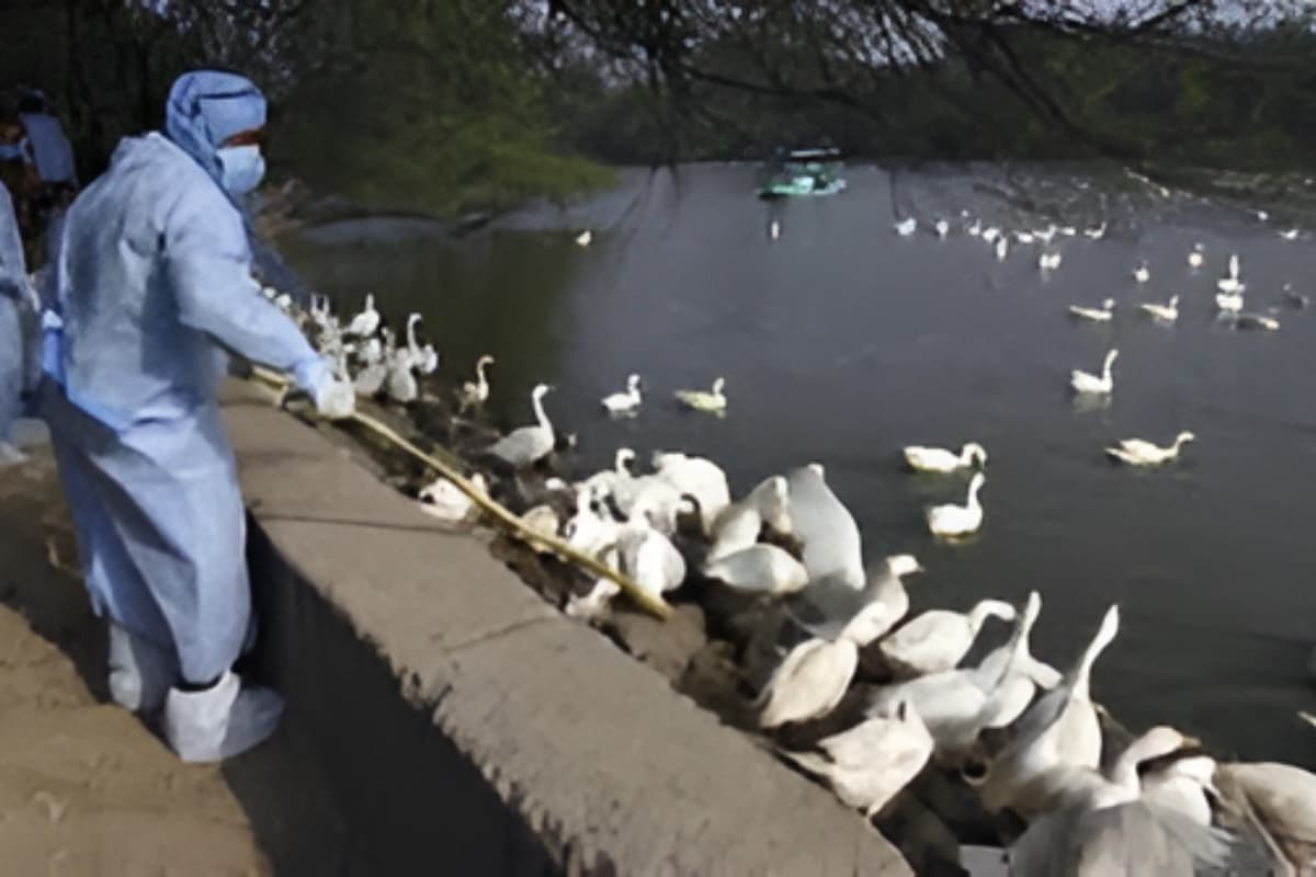Bird Flu In Delhi: दिल्ली में बंद हुआ जू, ब्लड फ्लू को लेकर लिया गया फैसला
