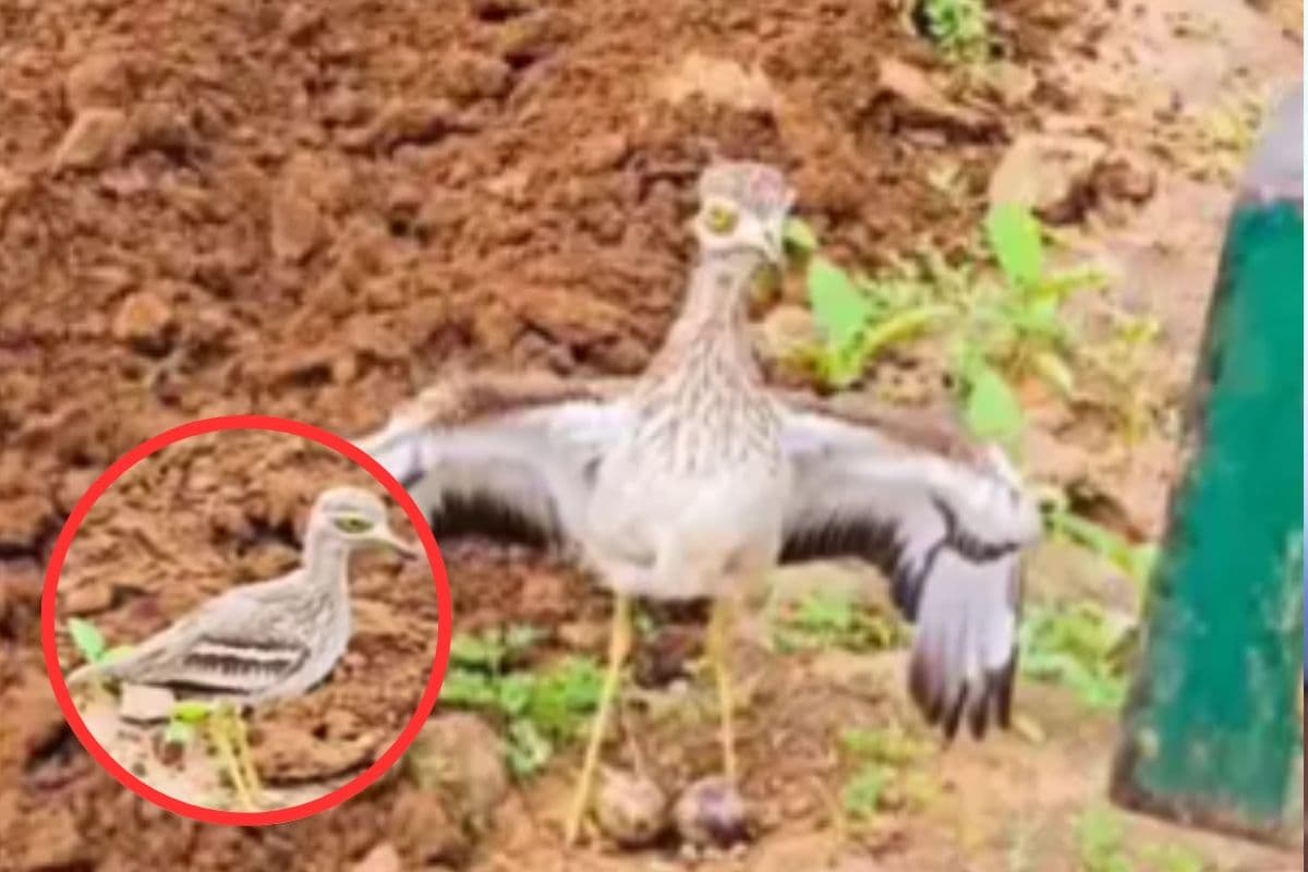 Viral Video : अंडे बचाने के लिए ट्रैक्टर के आगे कूद गई पक्षी, दिल जीत लेगा ये वीडियो