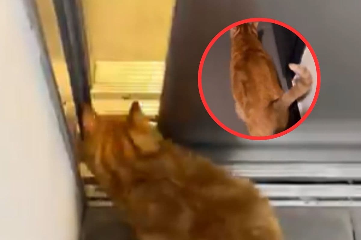 Viral Video : सायरन बजते ही बिल्ली हो जाती है अलर्ट, बम के हमले से बचने के लिए भागती है बंकर की ओर