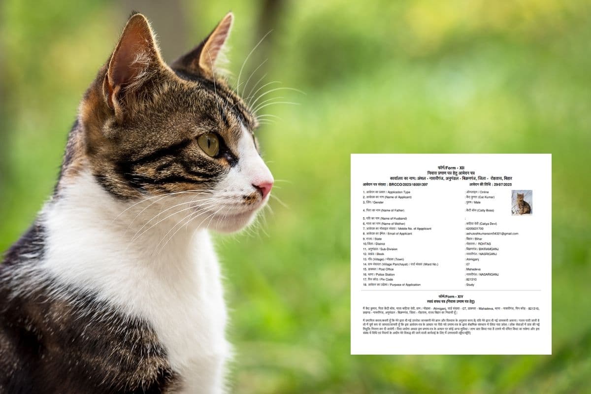 कैटी बॉस और कैटिया देवी के बच्चे कैट कुमार ने किया आवासीय प्रमाण पत्र का आवेदन, FIR दर्ज 