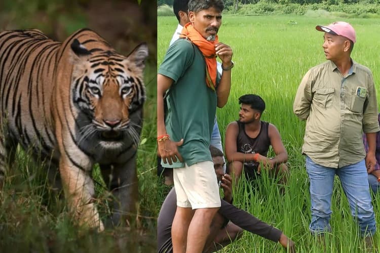 Bihar News: धान के खेत में बाघ ने किसान को मौत के घाट उतारा, लोगों ने शोर मचाया तो लाश छोड़कर भागा