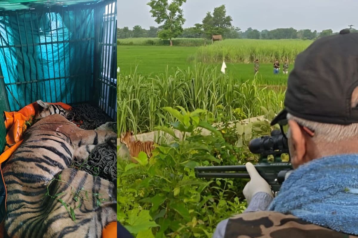 बिहार में किसान को मारकर गन्ने के खेत में छिपा था आदमखोर बाघ, पकड़ाया तो इस बीमारी का चला पता...