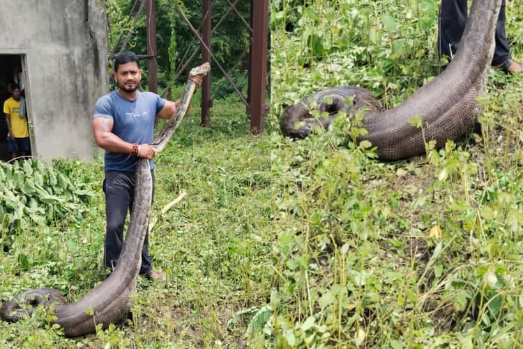 बिहार में 18 फीट के अजगर का खौफ, सिंचाई विभाग के कैंपस में छिपा मिला विशालकाय सांप