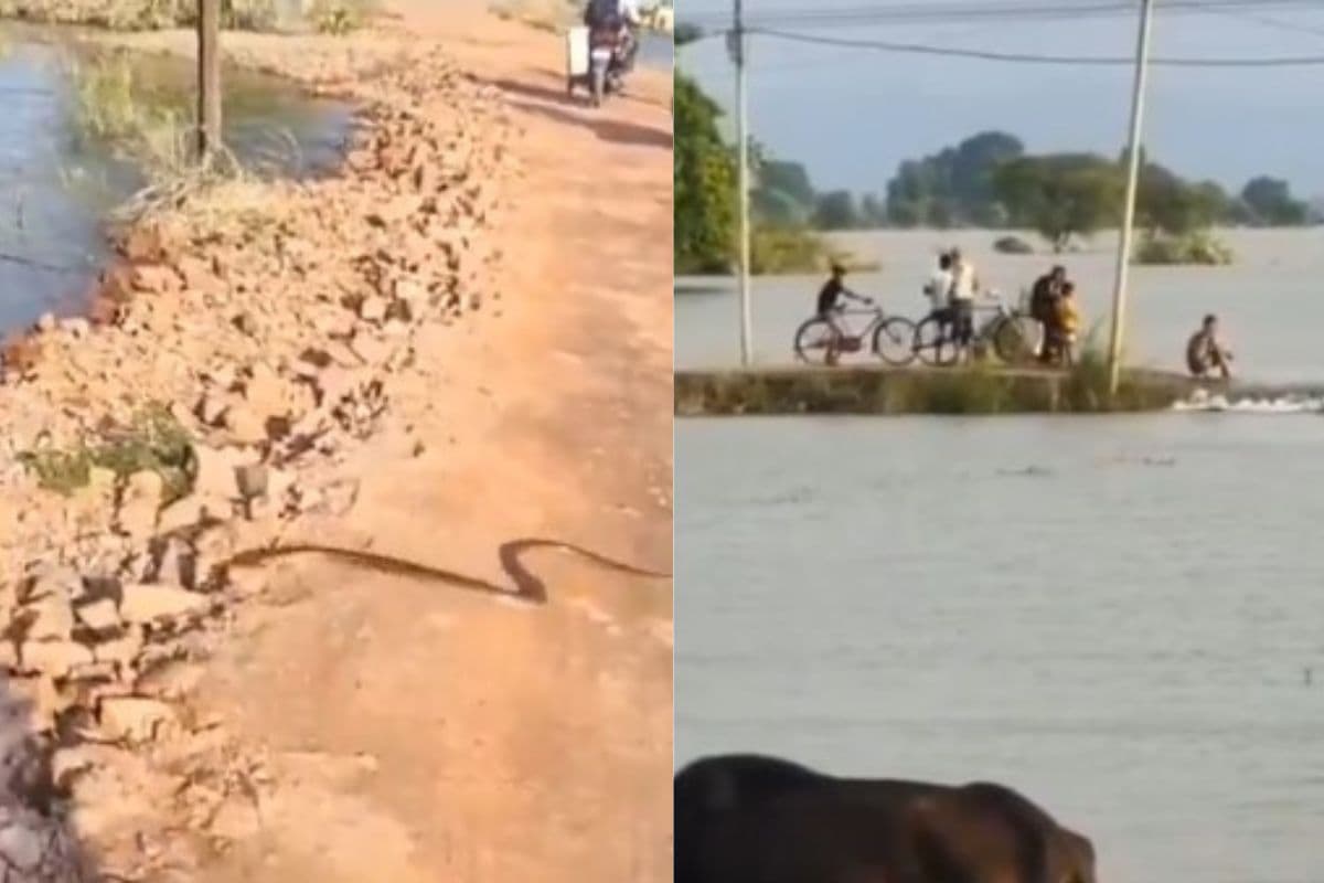 Video: बिहार में बाढ़ के पानी में बिलबिला रहे विषधर, सड़क पर अचानक सांप आया तो भागे लोग