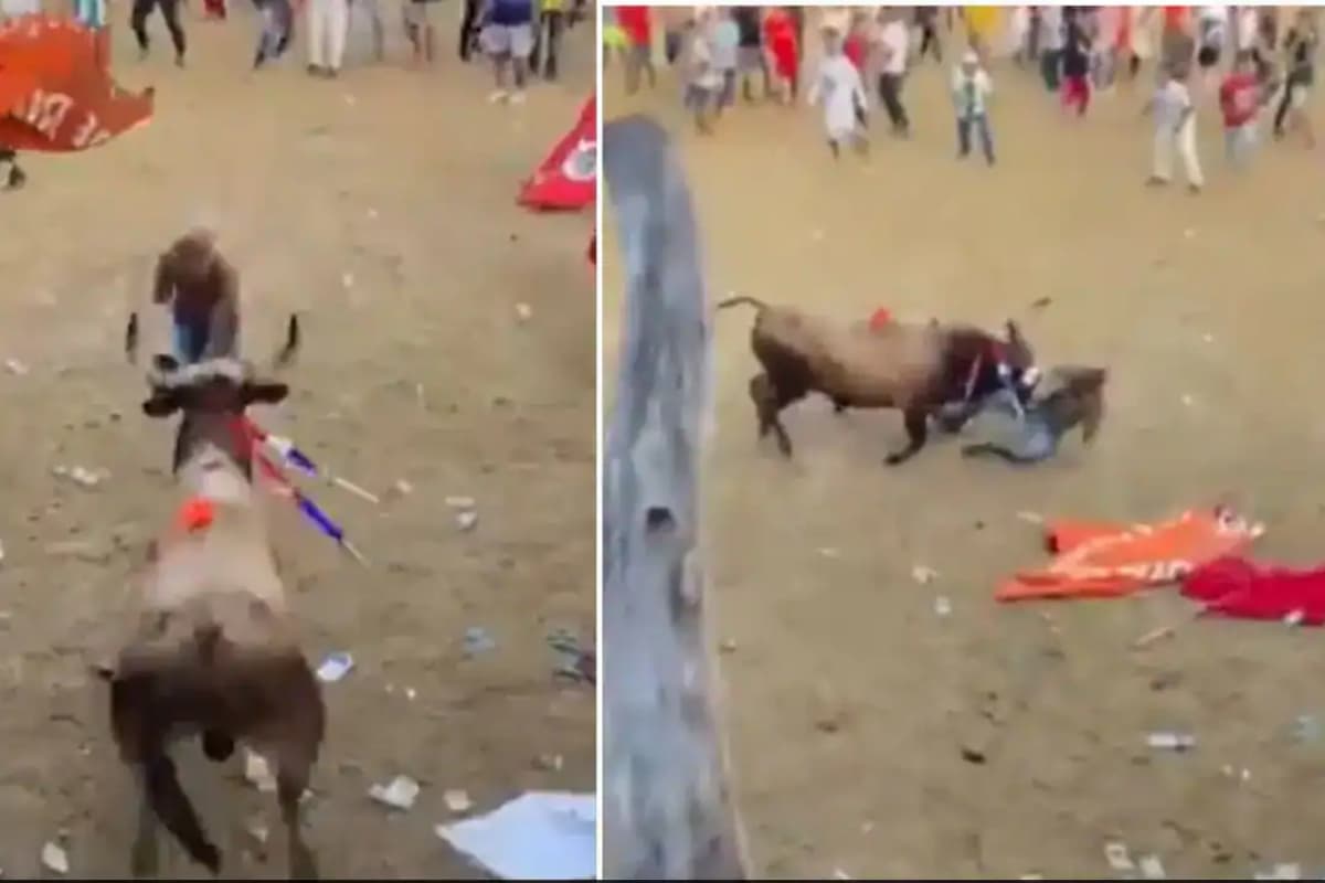 Corraleja फेस्टिवल में सांड के हमले से बुलफाइटर का हुआ ऐसा हाल, वायरल वीडियो देख सहम गए लोग