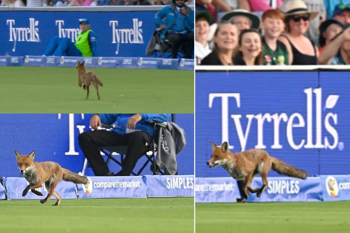 Fox on Lord's Cricket Ground