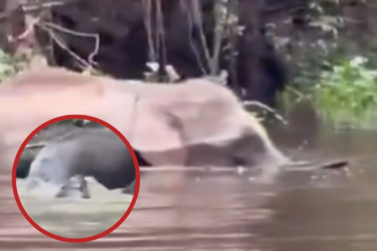 Crocodile attacked on Elephant