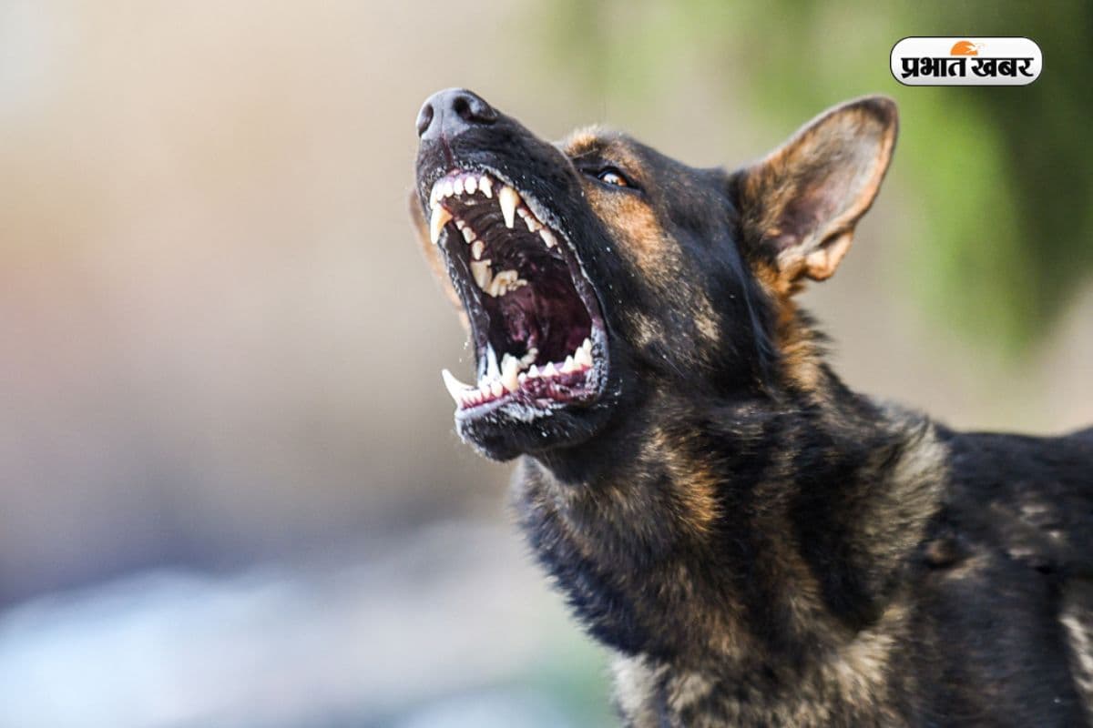 Dog Banned In Which Country: इन देशों में कुत्तों पर है सख्त बैन, इस खतरनाक Breed को पालने पर भी रोक